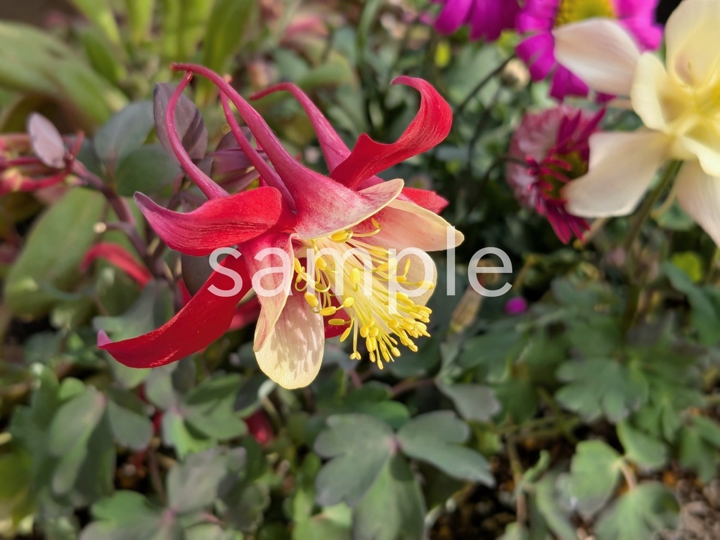 写真素材『赤いオダマキ』