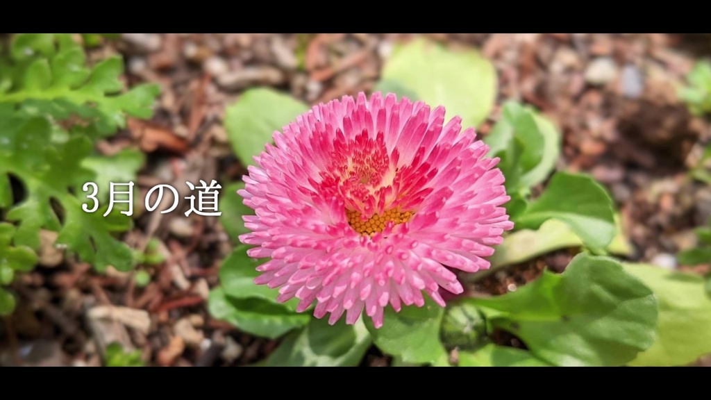 音楽素材『3月の道』歌もの曲