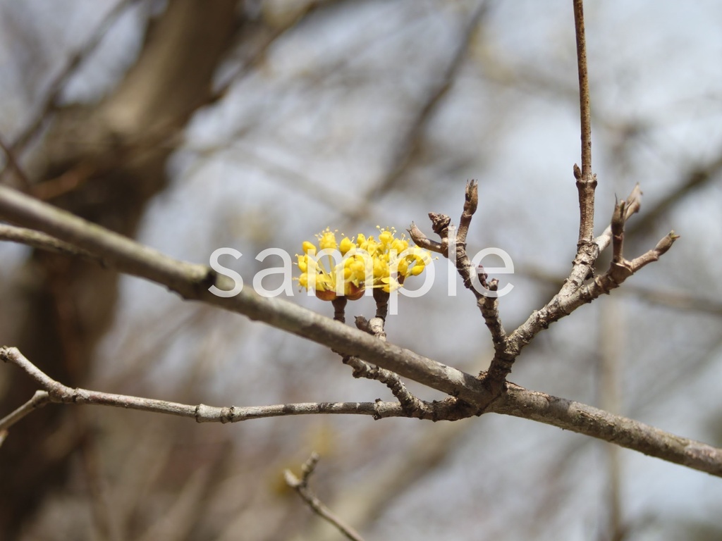 写真素材『サンシュユ』