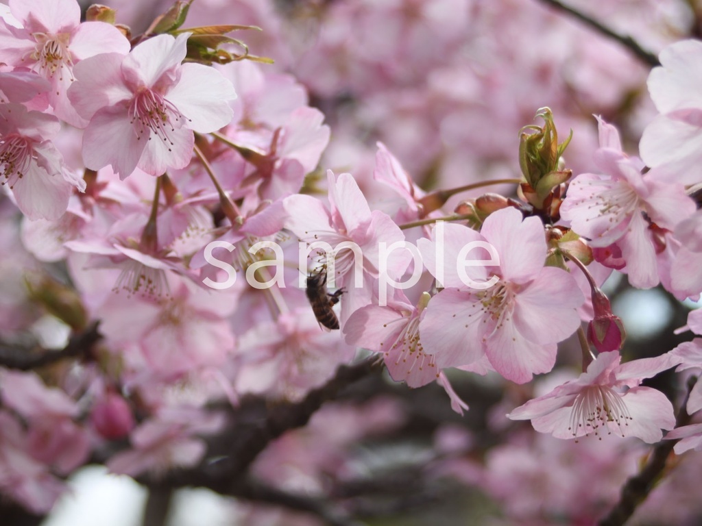 写真素材『ミツバチと河津桜』