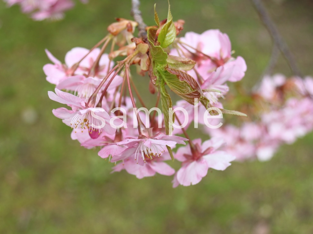 写真素材『河津桜』