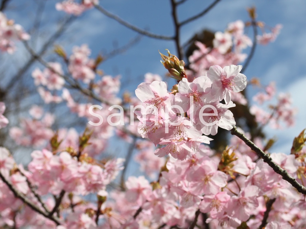 写真素材『河津桜2』