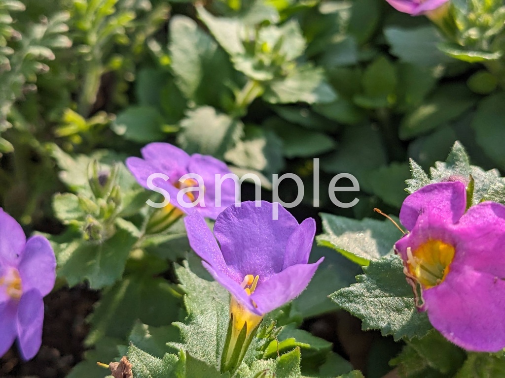 写真素材『紫のバコパ』