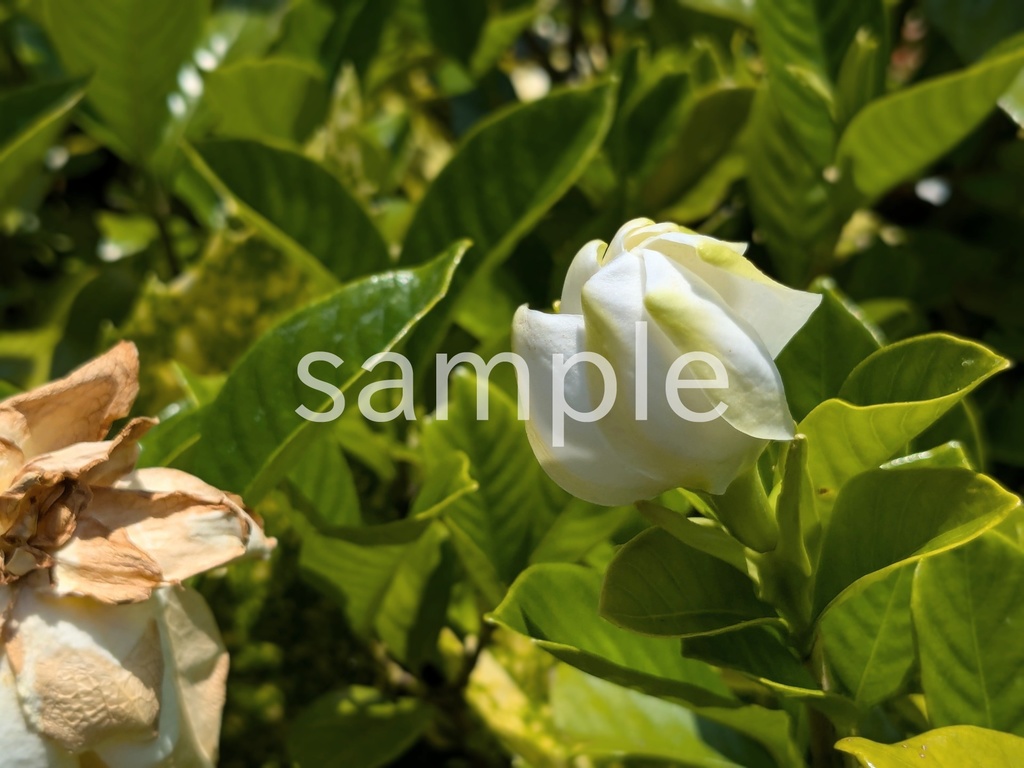 写真素材『咲きかけのクチナシ』