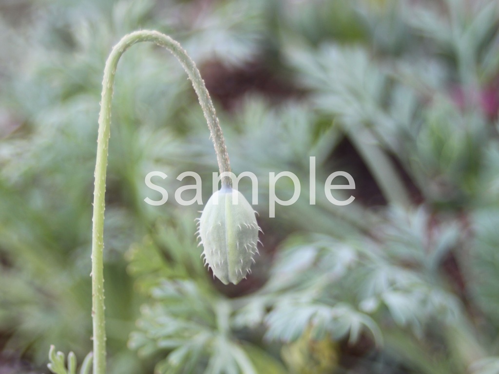 写真素材『ポピーの蕾』