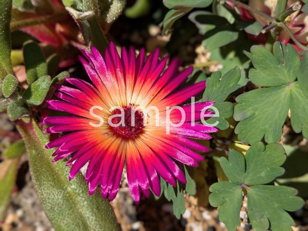 写真素材『リビングストンデージー』