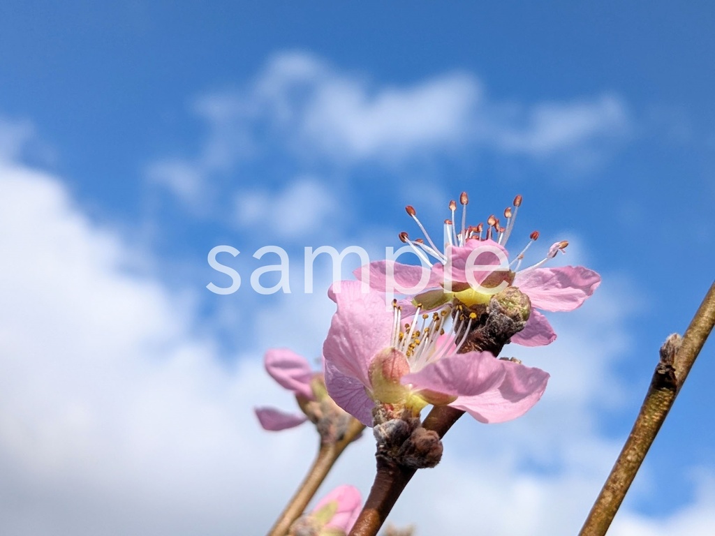 写真素材『空と桃2』