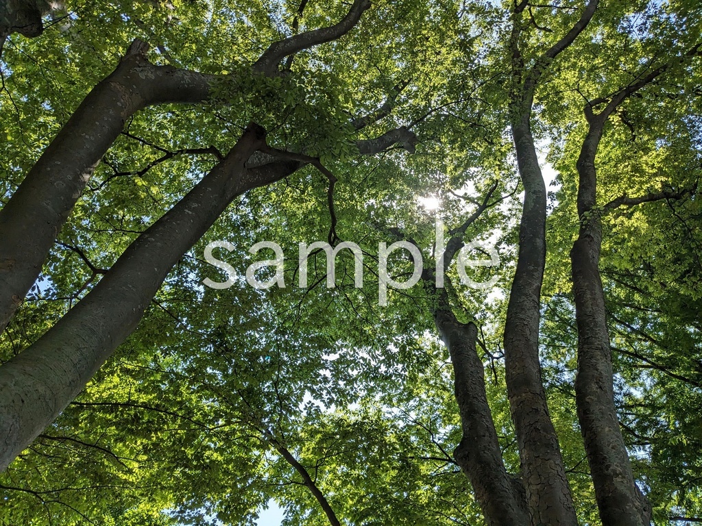 写真素材『木漏れ日』