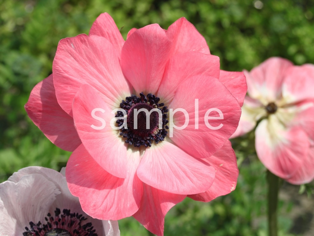 写真素材『ピンクのアネモネ』