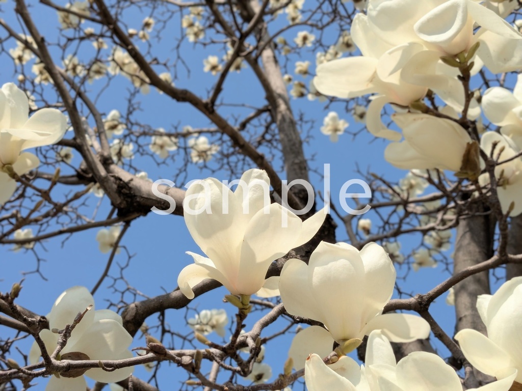 写真素材『ハクモクレン5』