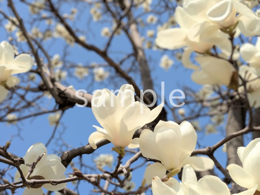 写真素材『ハクモクレン5』