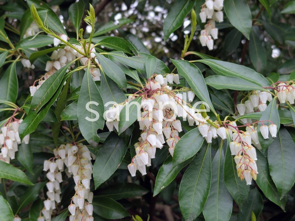 写真素材『白いアセビ』