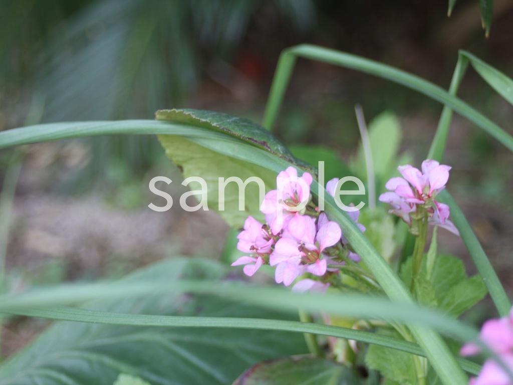 写真素材『ヒマラヤユキノシタ4』