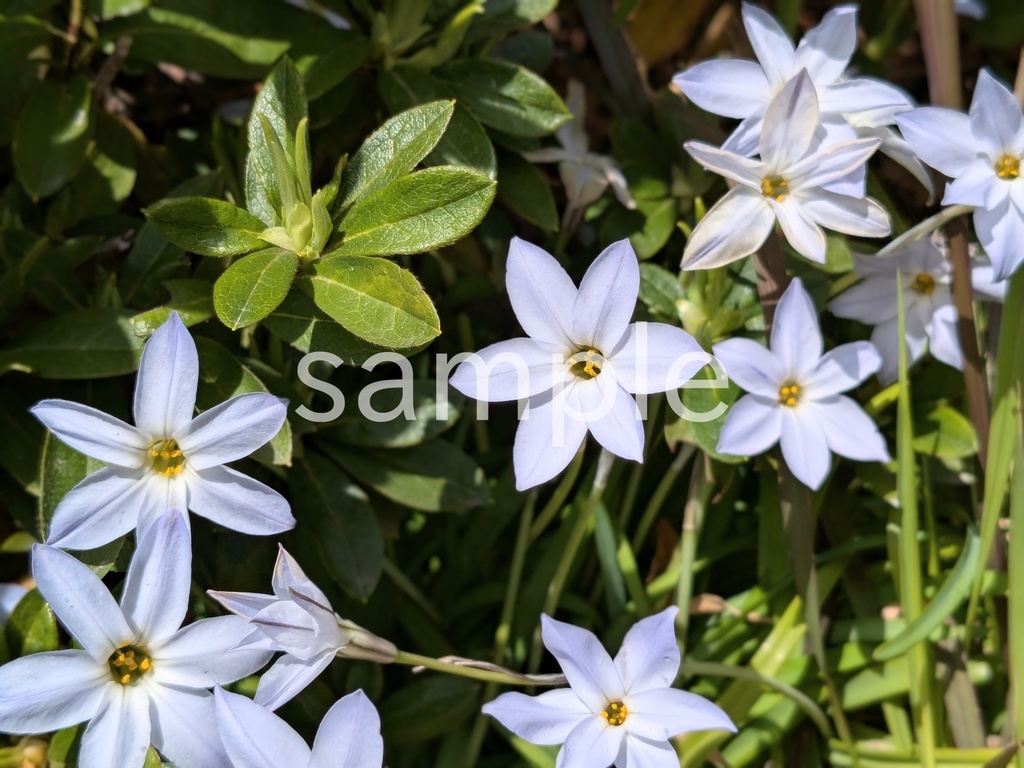 写真素材『白いハナニラ3』