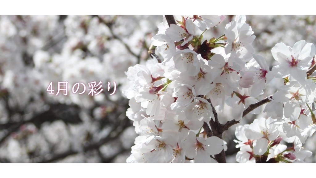 音楽素材『4月の彩り』歌もの曲