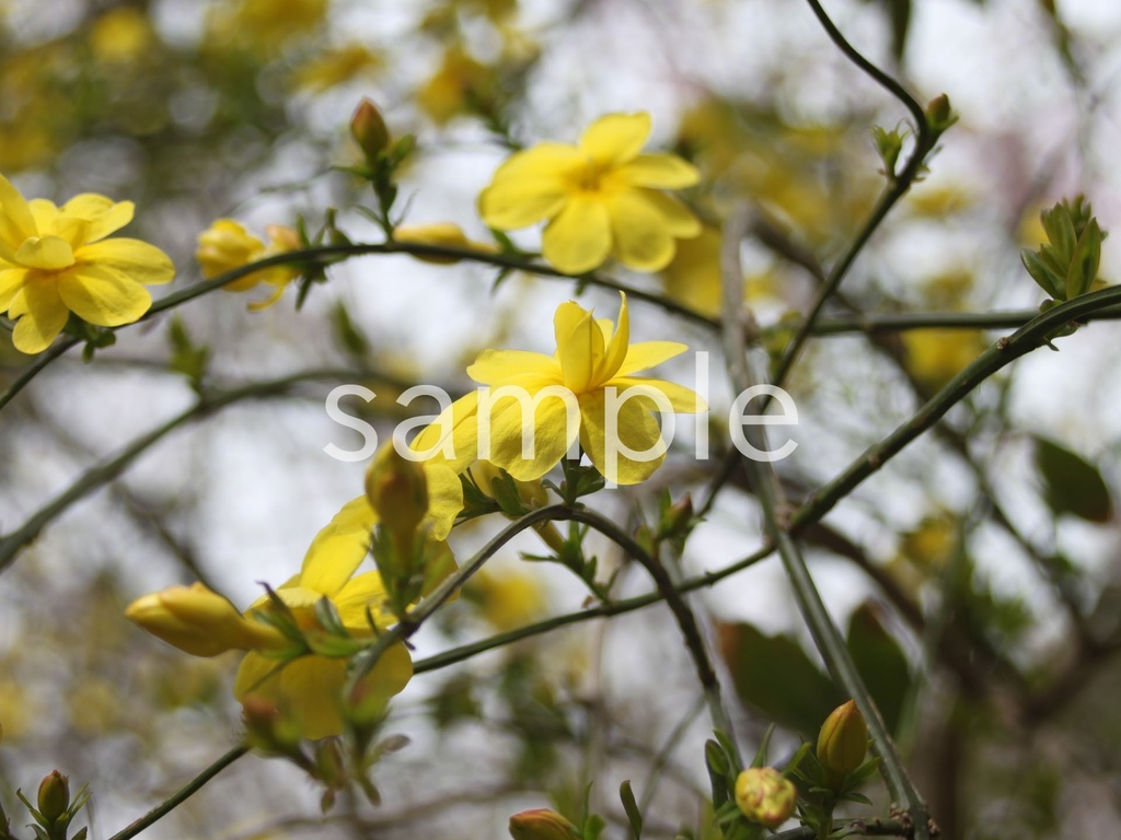 写真素材『ウンナンオウバイ』