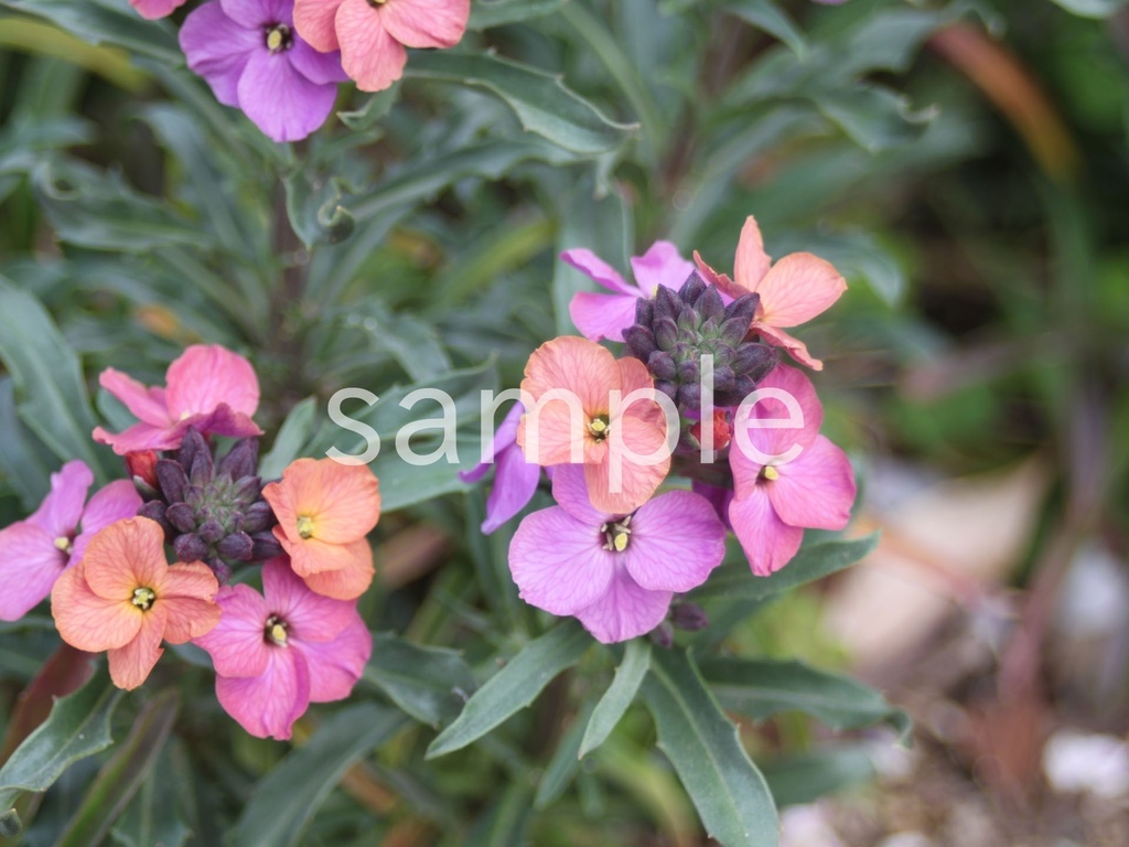 写真素材『エリシマム』