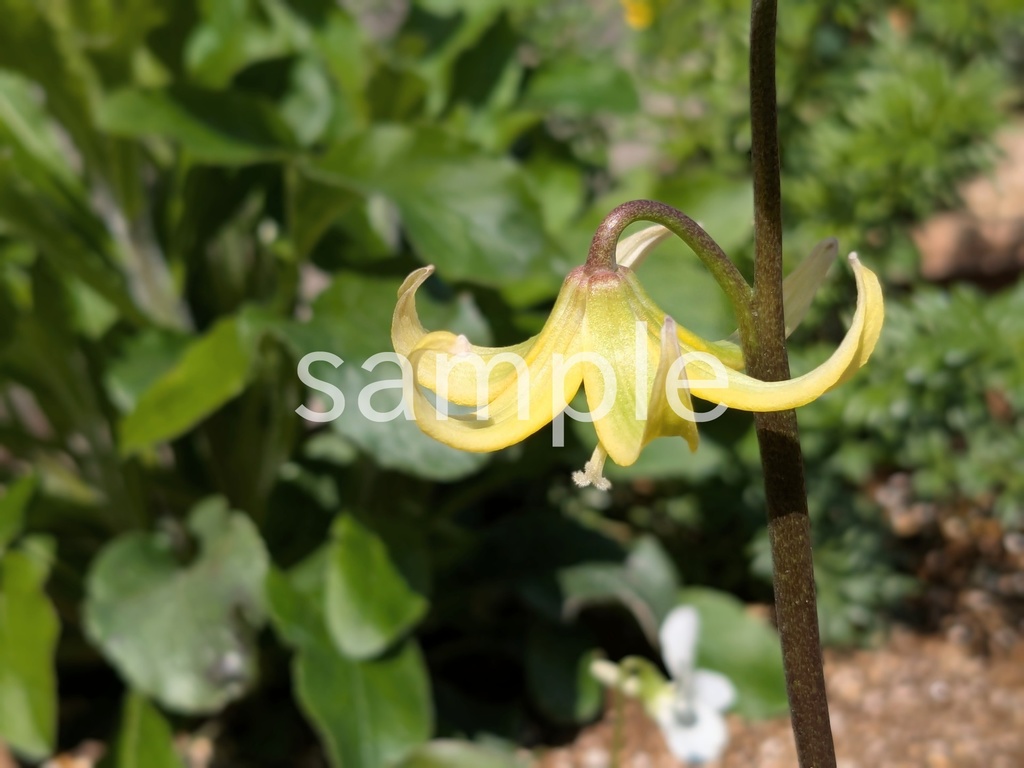 写真素材『キバナカタクリ』