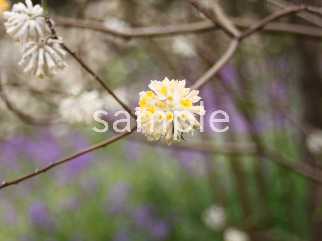 写真素材『ミツマタ3』