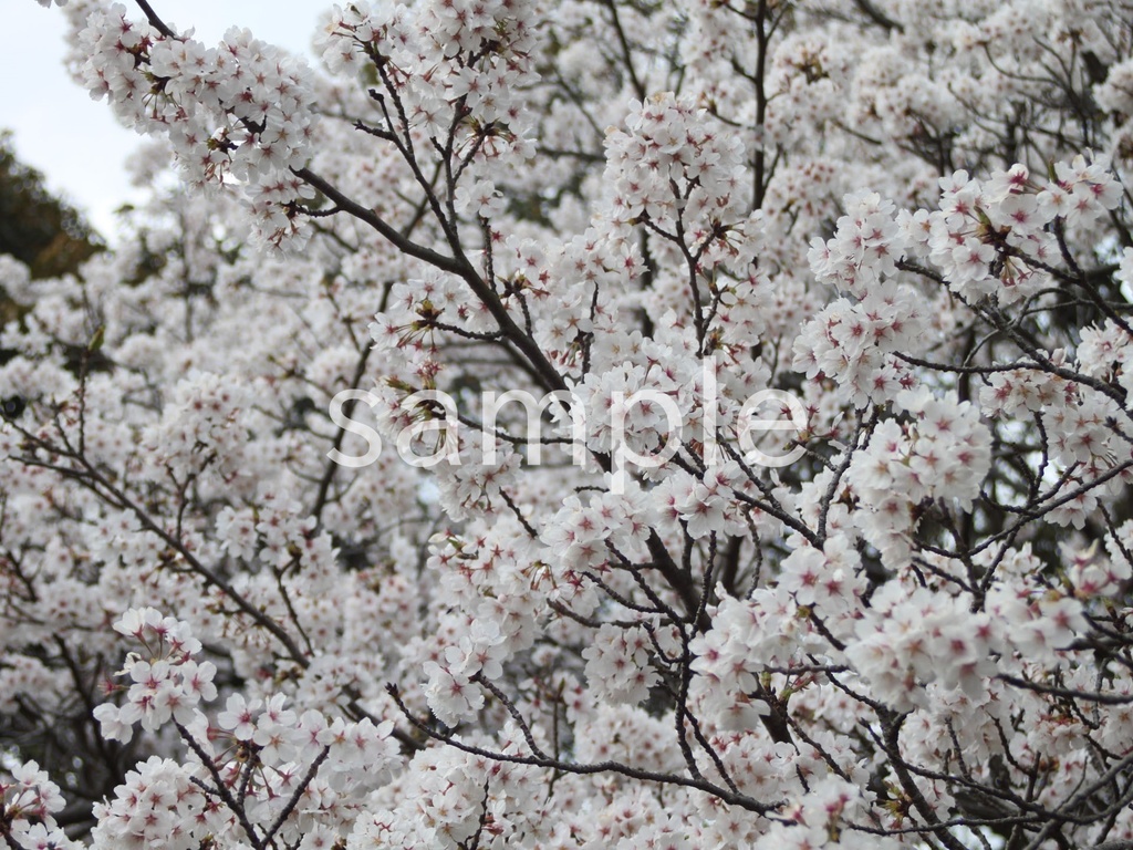 写真素材『桜9』