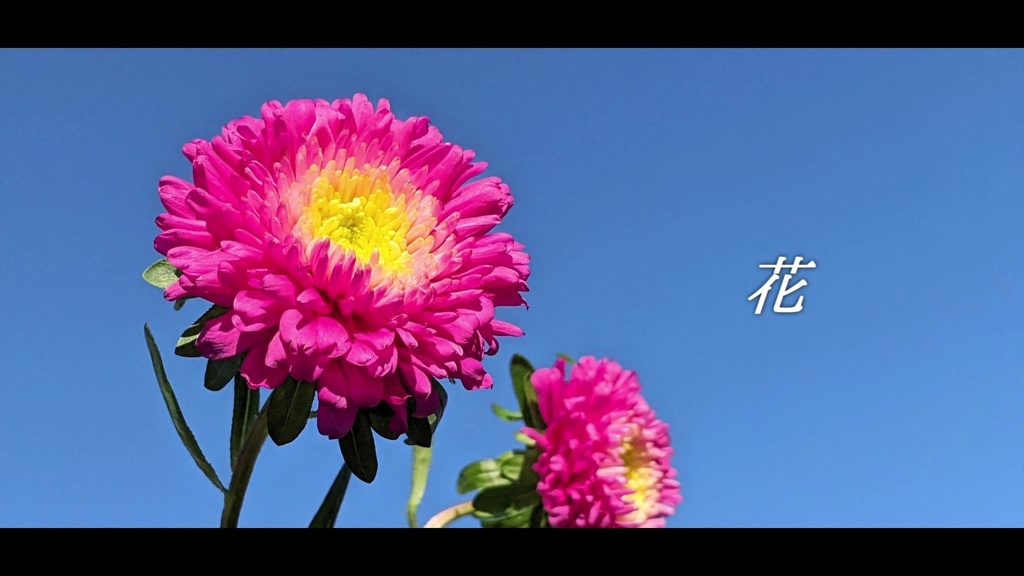 音楽素材『花』歌もの曲