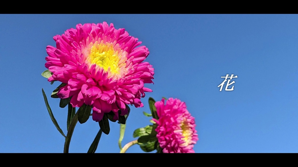 音楽素材『花』歌もの曲