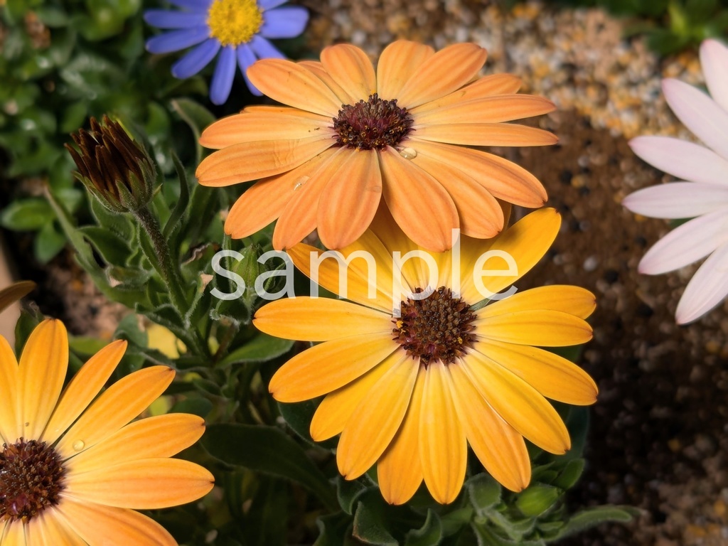 写真素材『オレンジのオステオスペルマム』