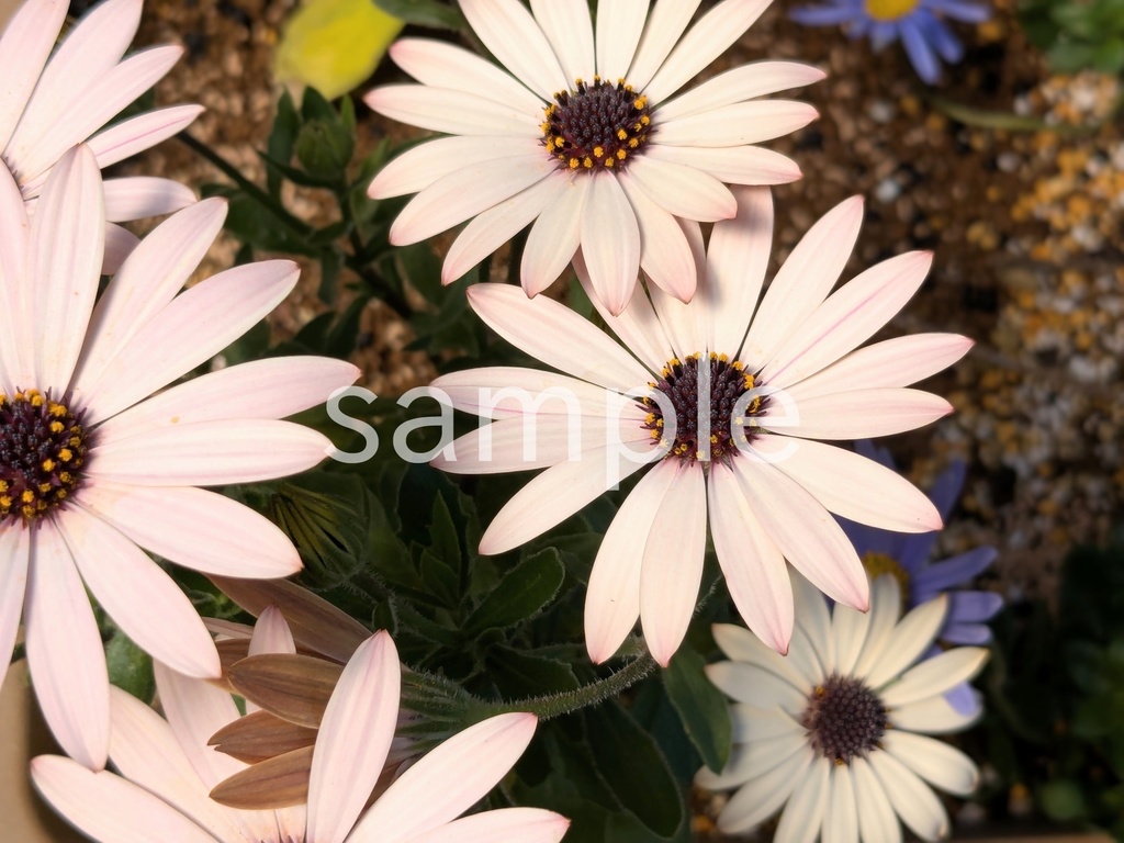 写真素材『白いオステオスペルマム』