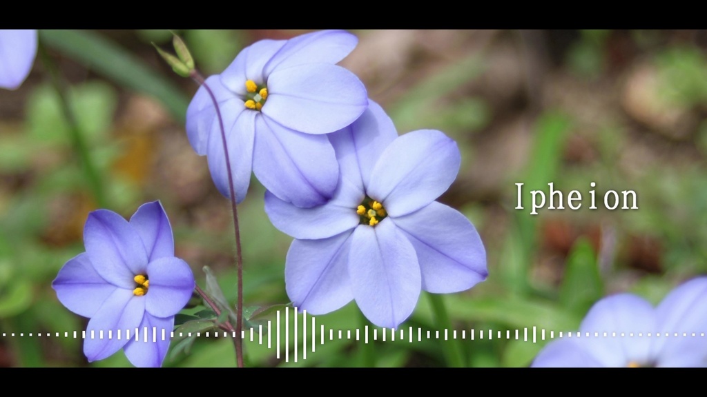 音楽素材『Ipheion』インスト曲