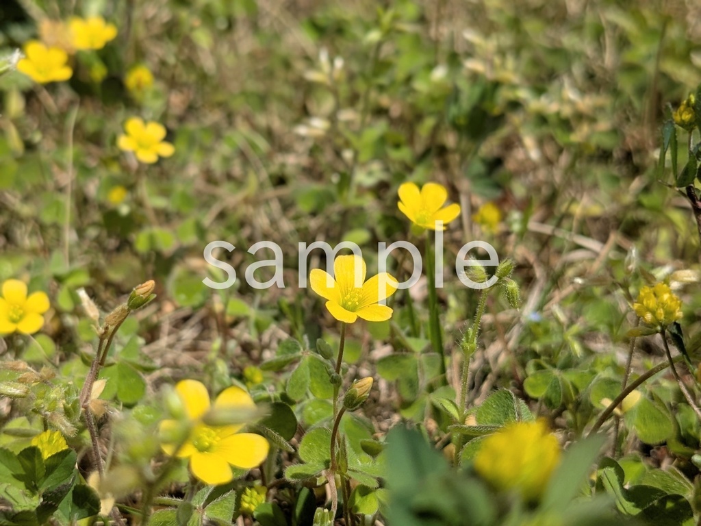 写真素材『カタバミ3』