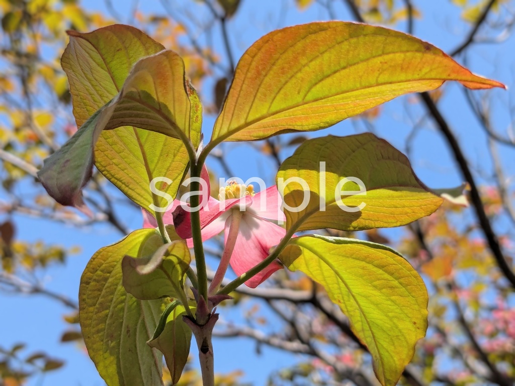 写真素材『ピンクのハナミズキ』
