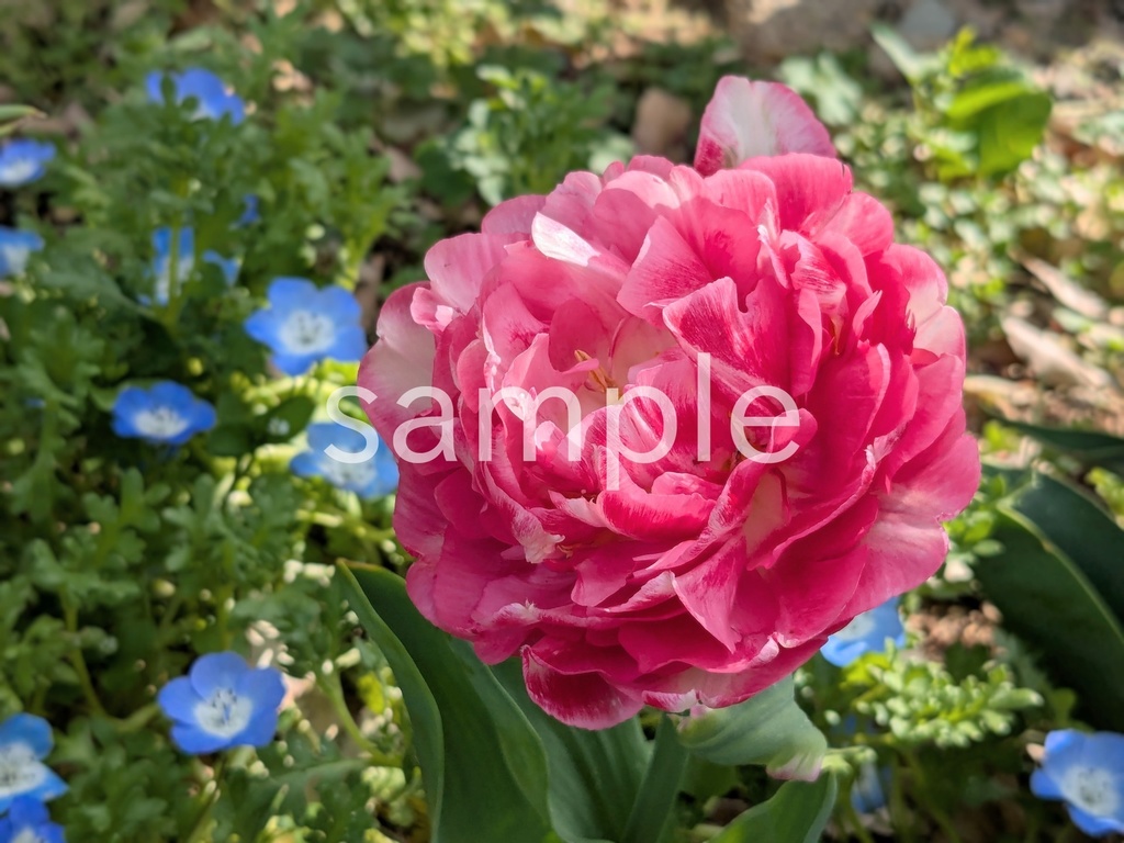 写真素材『ピンクの八重咲きチューリップ』