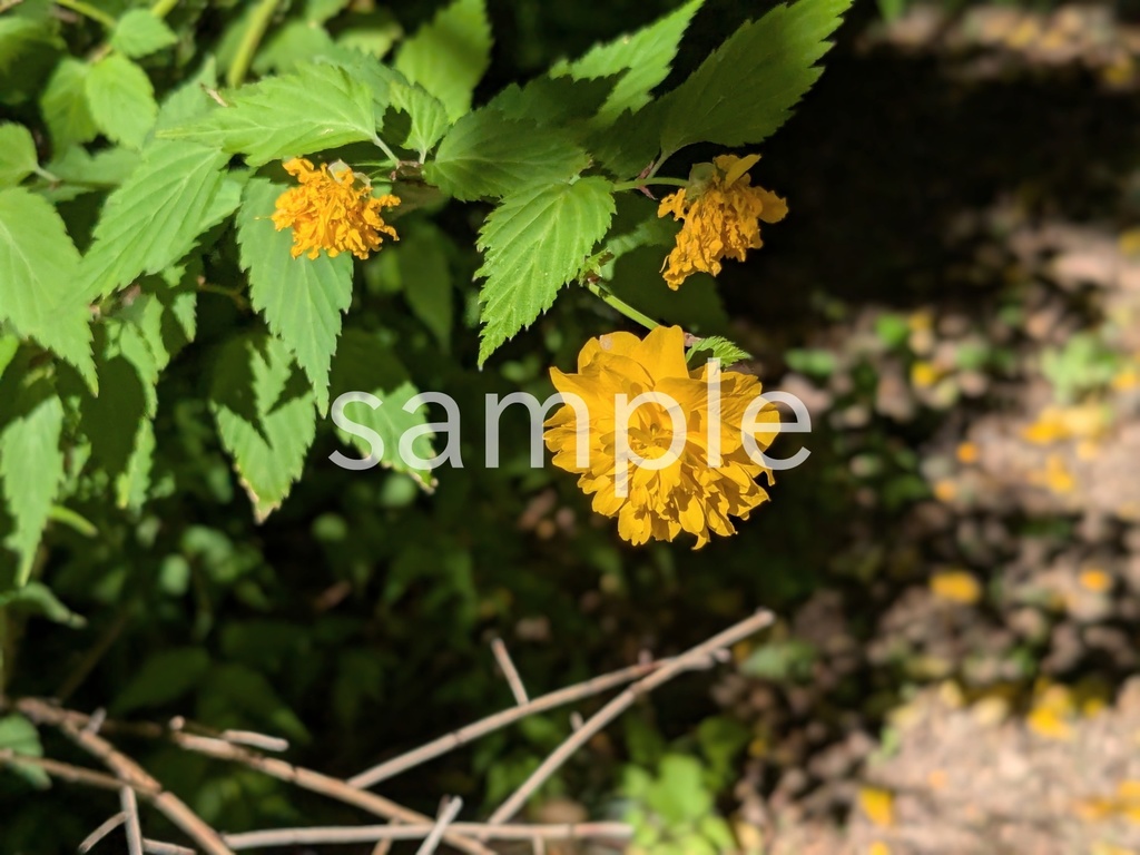 写真素材『ヤマブキ3』