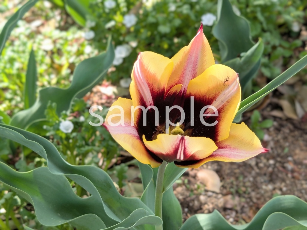 写真素材『黄色と黒のチューリップ』