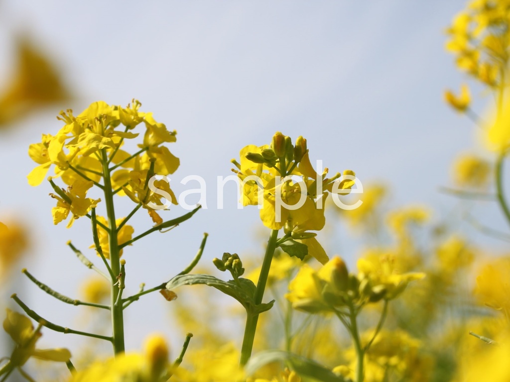 写真素材『空と菜の花5』