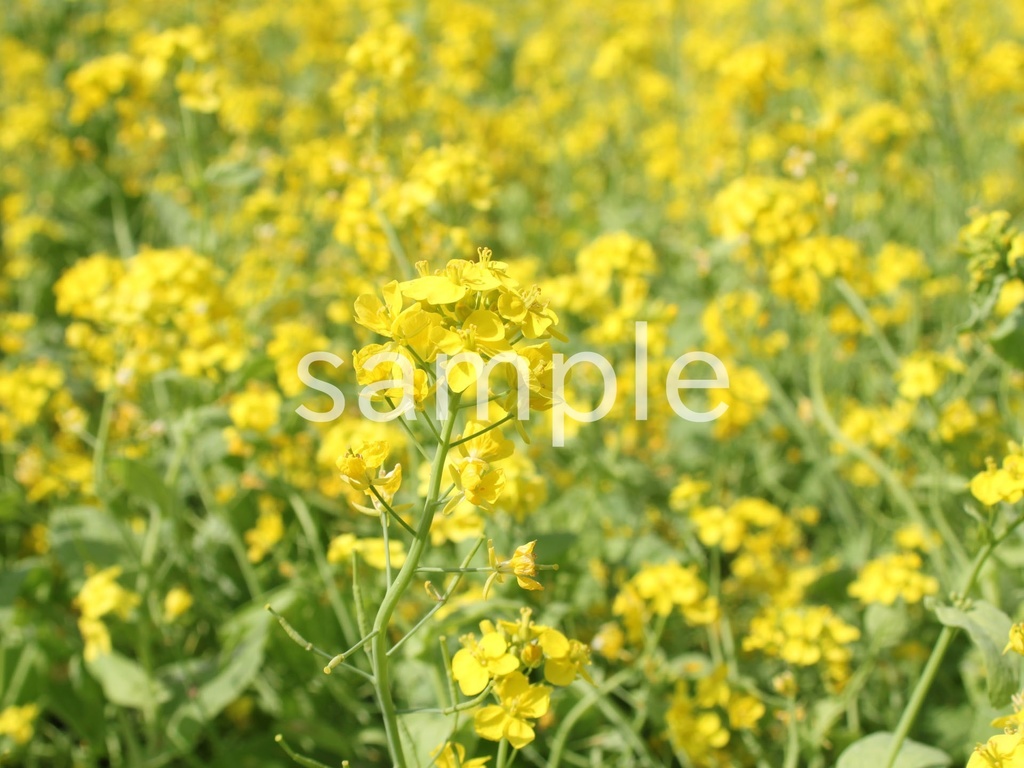 写真素材『菜の花2』