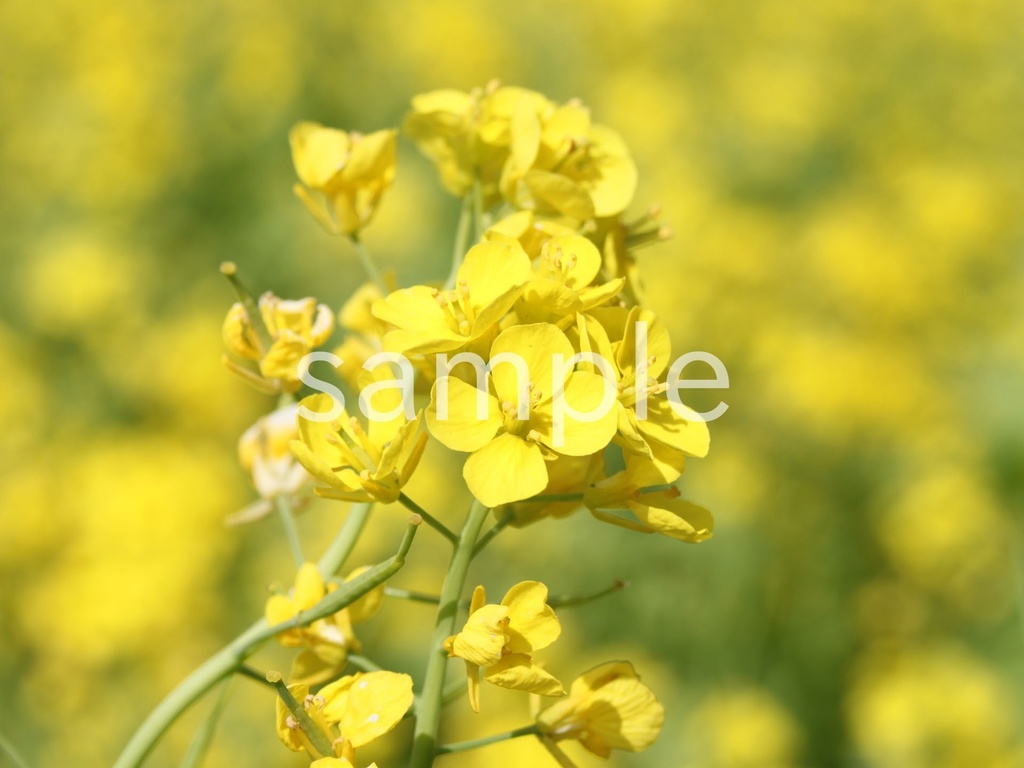 写真素材『菜の花3』