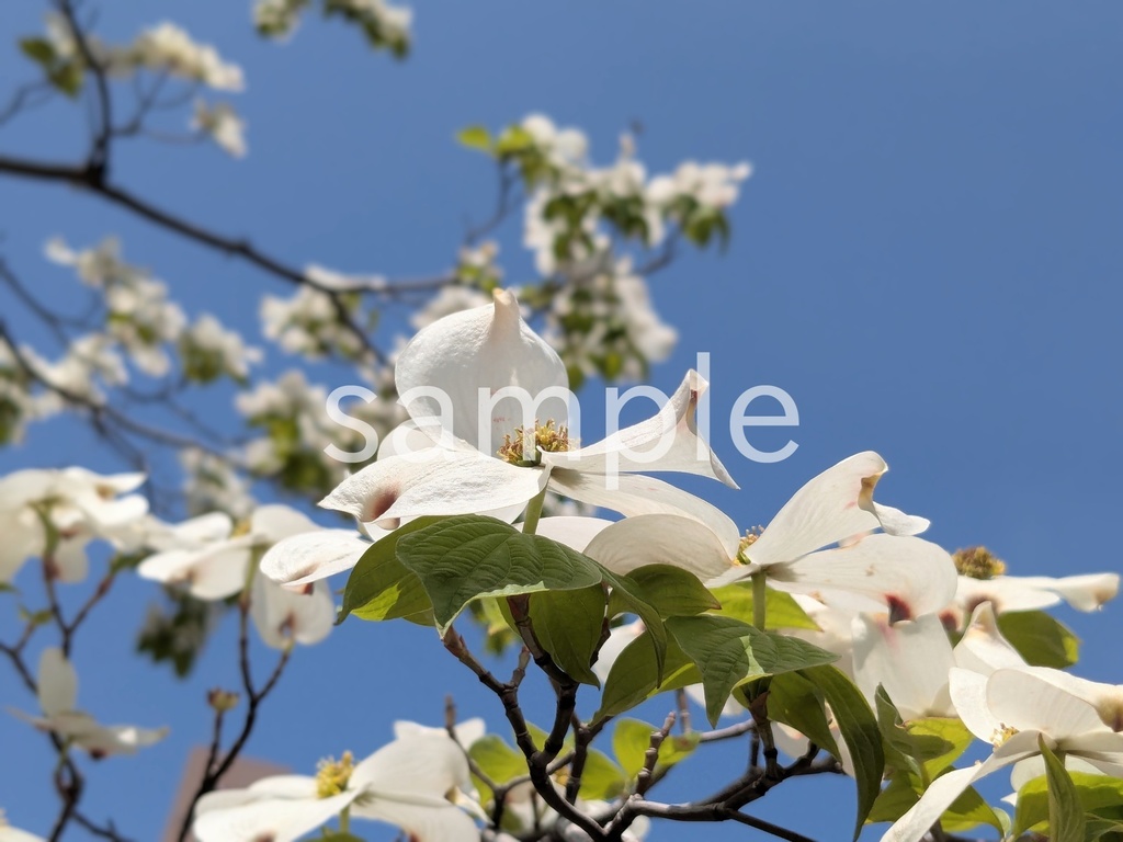 写真素材『白いハナミズキ』