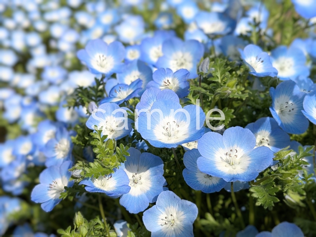 写真素材『青いネモフィラ8』