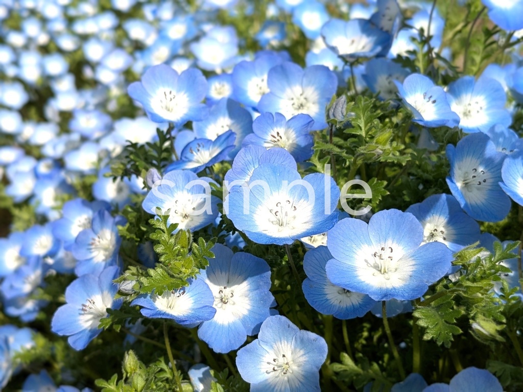 写真素材『青いネモフィラ8』