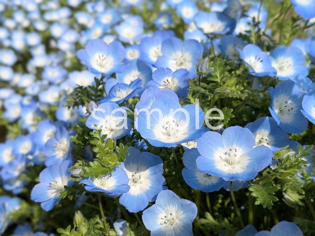 写真素材『青いネモフィラ8』