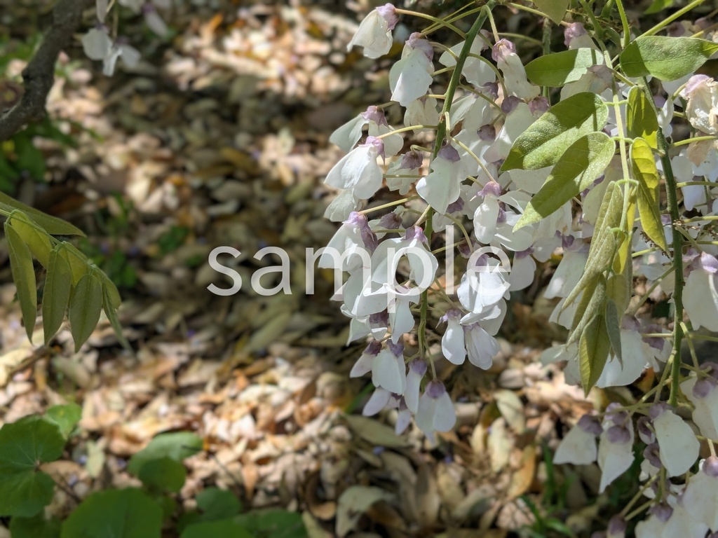 写真素材『白いフジ』
