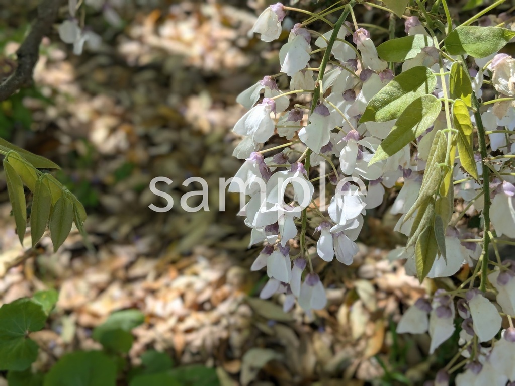 写真素材『白いフジ』