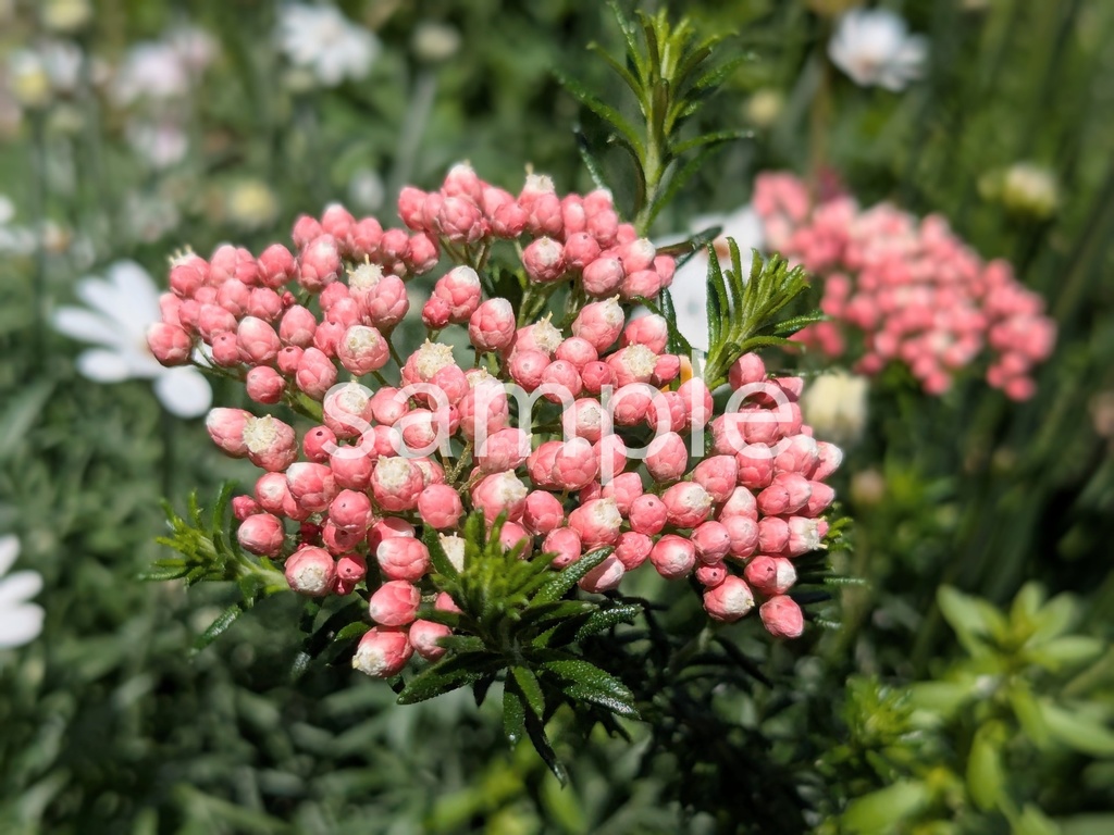 写真素材『開花した赤いライスフラワー』