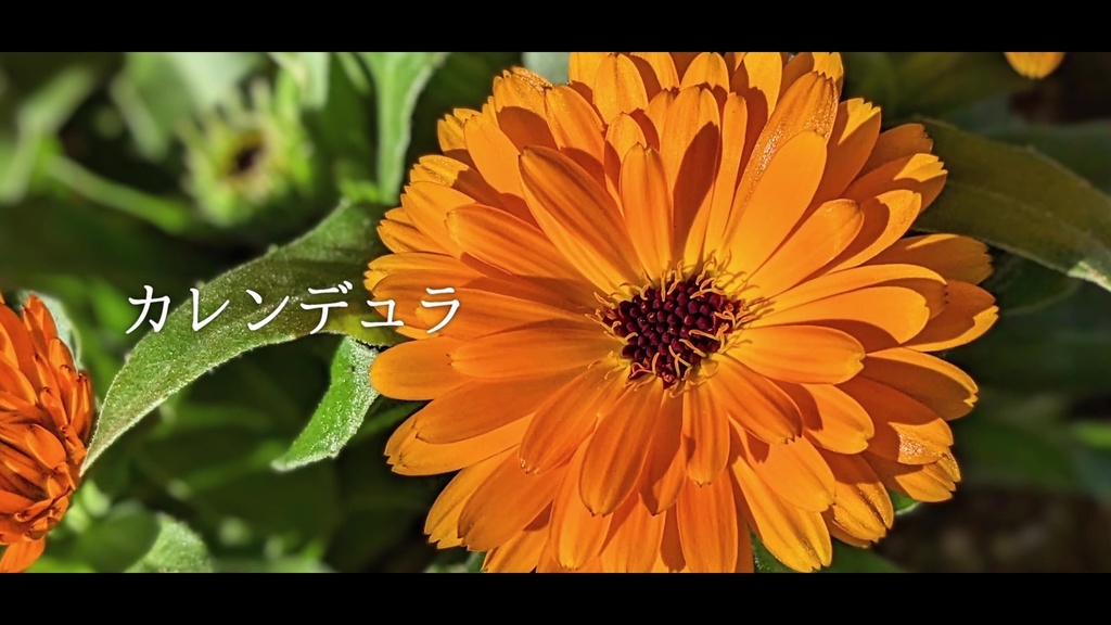 音楽素材『カレンデュラ』歌もの曲
