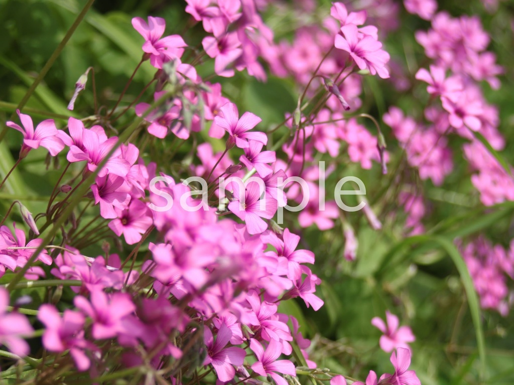 写真素材『イモカタバミ4』