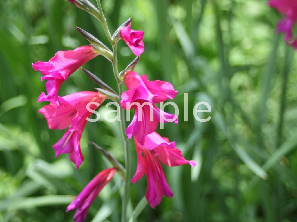 写真素材『濃いピンクのグラジオラス2』