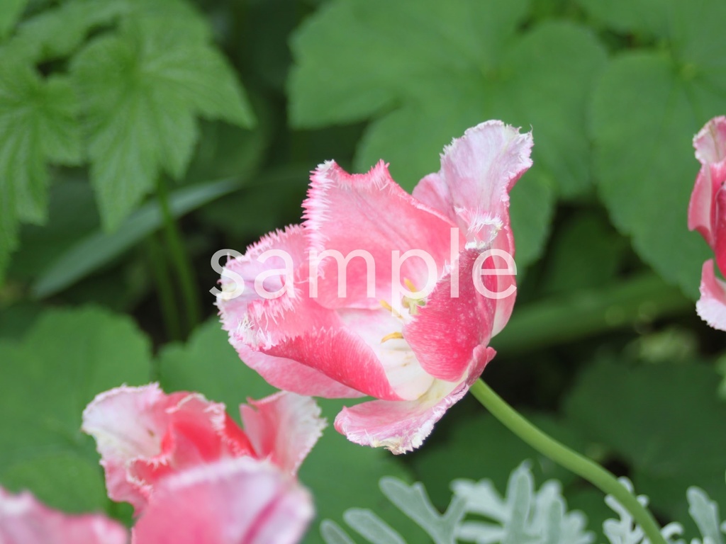 写真素材『ピンクのフリンジ咲きチューリップ2』