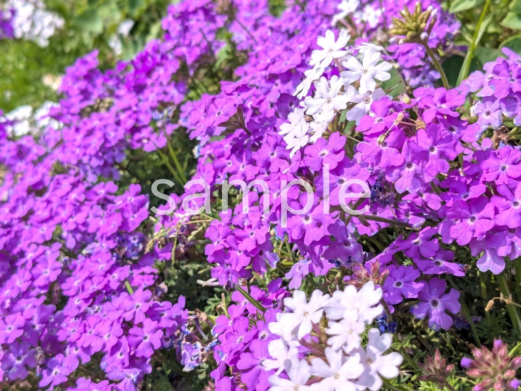 写真素材『紫のバーベナ』