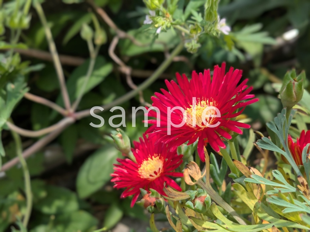 写真素材『赤いマツバギク』